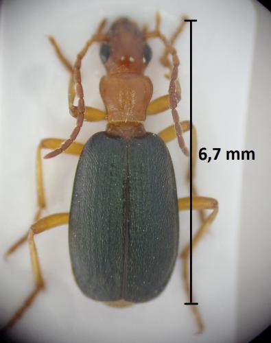 Brachinus ganglbaueri